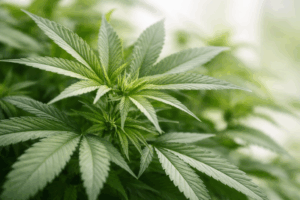 Nahaufnahme einer grünen Cannabis-Pflanze mit detailreichen Blättern in natürlichem Licht – Symbolbild im Kontext möglicher Persönlichkeitsveränderung durch Cannabis.