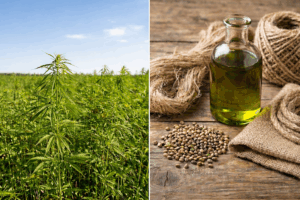 Hanf als nachhaltiger Rohstoff: Hanfpflanzen, Hanföl, Samen und Fasern.