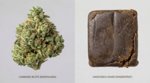 Vergleich von Cannabisblüte (Marihuana) und Haschischblock, Darstellung des Unterschieds Hanf Marihuana Haschisch in Form und Verarbeitung.