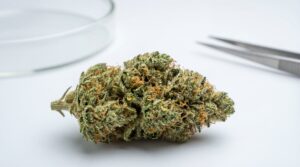 Makroaufnahme einer medizinischen Cannabisblüte auf weißem Hintergrund – Darstellung zur Erklärung vom Unterschied Hanf Marihuana Haschisch.