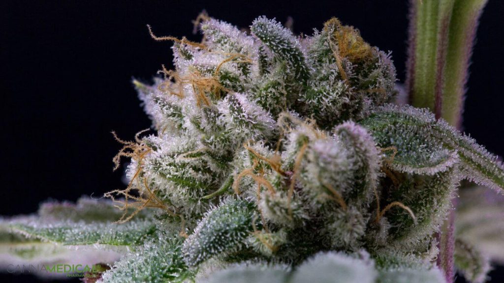 Trichome einer Cannabispflanze Nahaufnahme