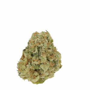 Amsterdam Amnesia