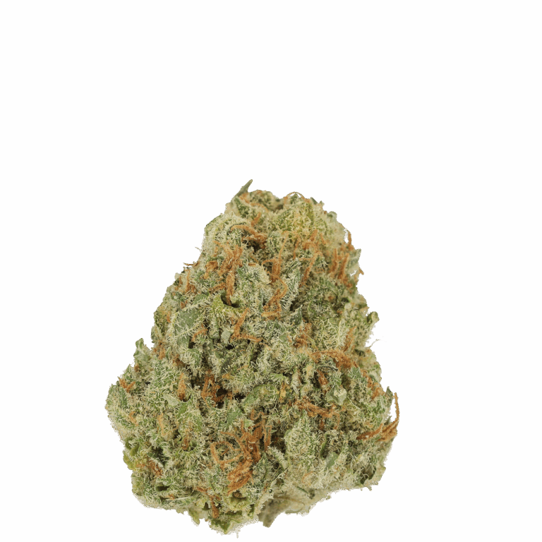 Amsterdam Amnesia
