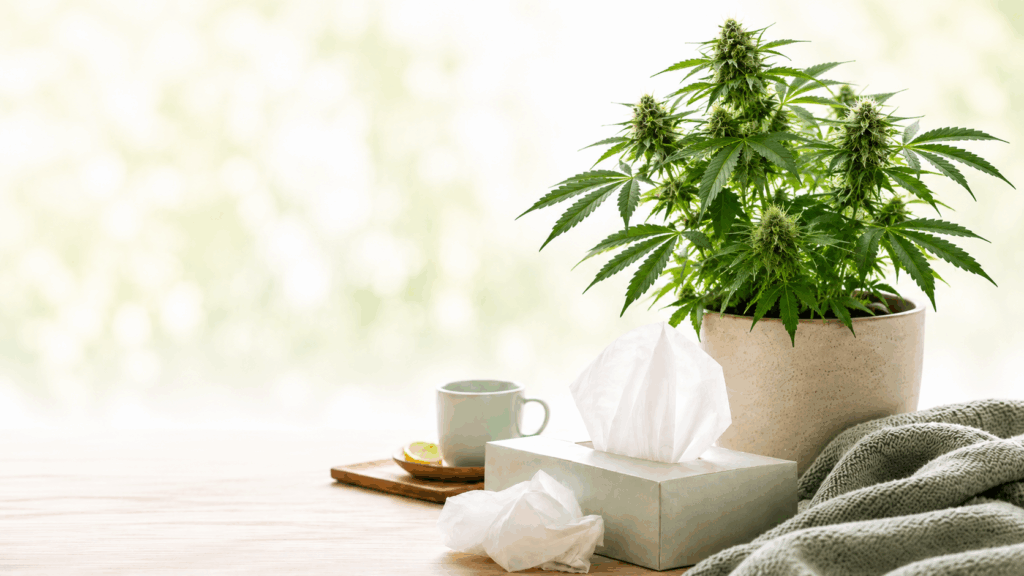 Cannabispflanze mit Taschentüchern und Tee als begleitendes Bild zum Thema Cannabis bei Erkältung.