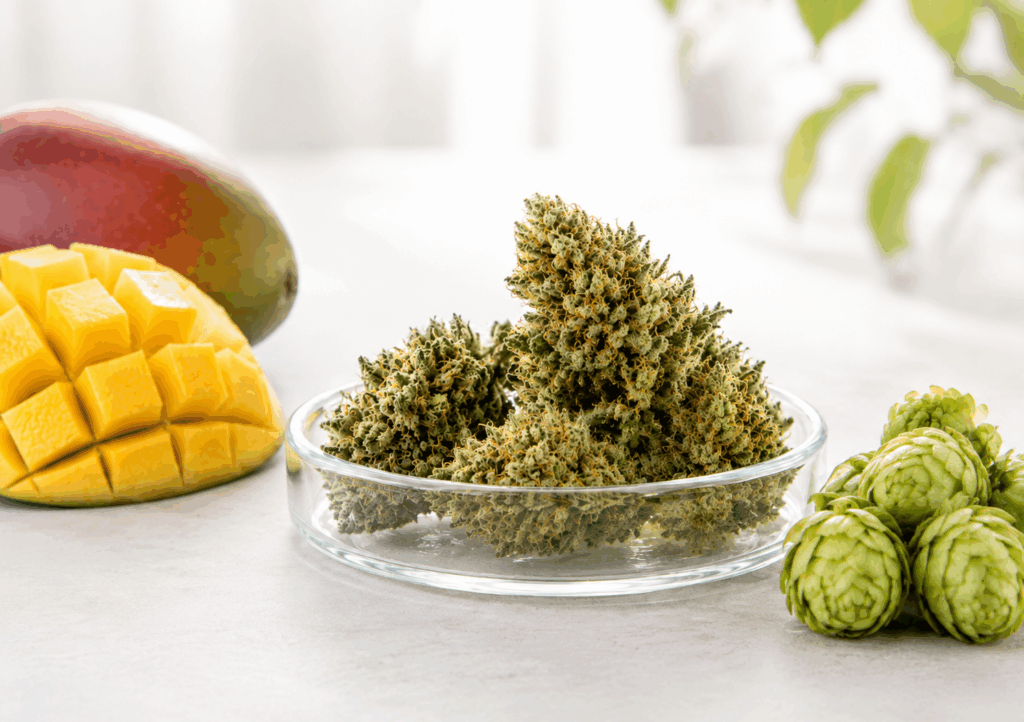 Cannabisblüten mit Mango und Hopfen als Beispiele für Pflanzen mit dem Terpen Myrcen in Cannabis.