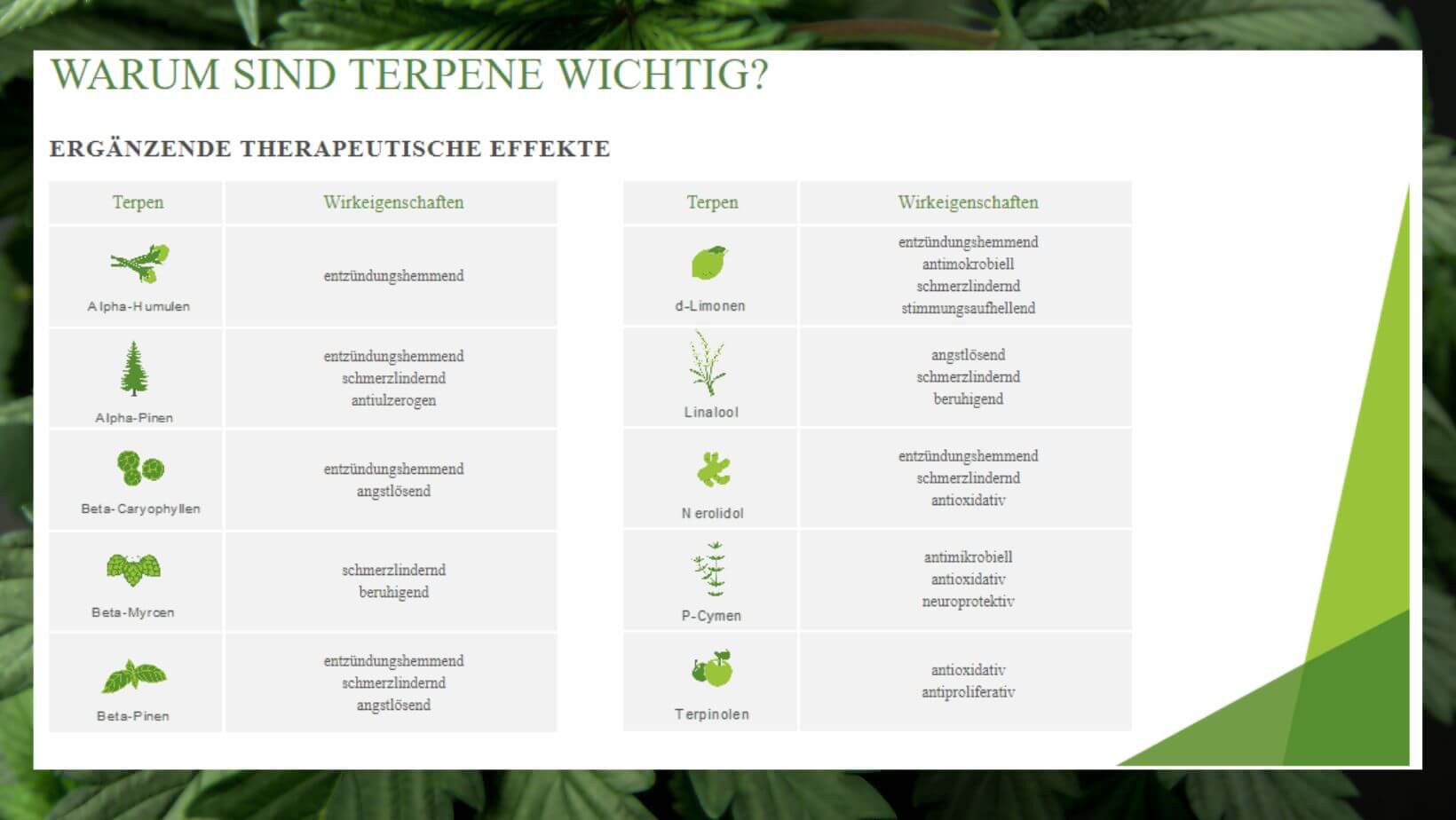 Entourage Effekt Thc Terpene